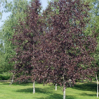 Берёза бородавчатая Purpurea